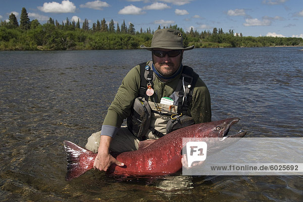 Fischer mit König (Chinook) Lachs  Alagnak River  Alaska  Vereinigte Staaten von Amerika  Nordamerika