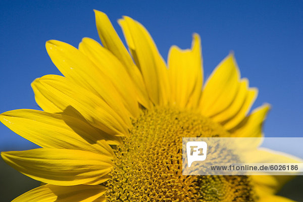 Nahaufnahme der Sonnenblume  Toskana  Italien  Europa