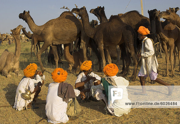 Men in bright turbans at huge camel and cattle fair for semi nomadic tribes  Pushkar Mela  Pushkar  Rajasthan state  India  Asia