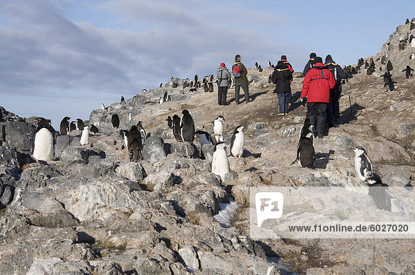 Chinstrap penguins  Gourdin Island  Antarctic Peninsula  Antarctica  Polar Regions