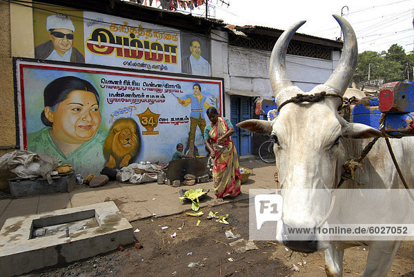 Bullock Karre in Madurai  Tamil Nadu  Indien  Asien
