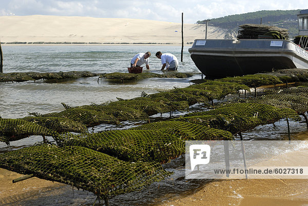 Auster Fischern Einstufung Austern mit der Düne von Pyla im Hintergrund  Bucht von Arcachon  Gironde  Aquitaine  Frankreich  Europa
