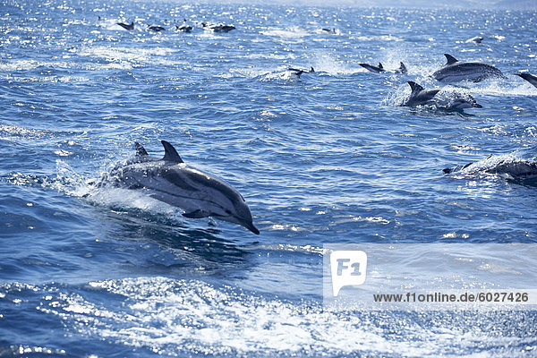 Gruppe gestreifte Delfine (Stenella Coeruleoalba) Schwimmen  Straße von Gibraltar  Costa De La Luz  Andalusien (Andalusien)  Spanien  Europa