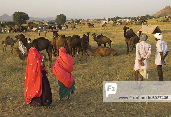 Camel und Vieh fair für halb-nomadischen Stämmen  Pushkar Mela  Pushkar  Rajasthan Zustand  Indien  Asien