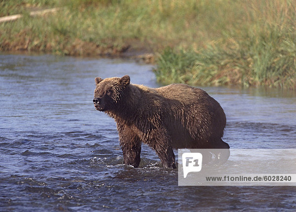 Grizzlybär  Katmai  Alaska  Vereinigte Staaten von Amerika  Nordamerika