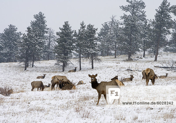 Elk herd  Flagstaff Mountain  Colorado  United States of America  North America