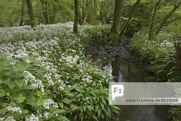 Wilder Knoblauch oder Bärlauch  Allium Ursinum  Lancashire  England  Vereinigtes Königreich  Europa