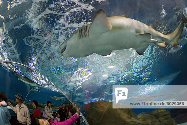 Touristen bei Shanghai Aquarium in Pudong District  Shanghai  China  Asien