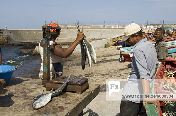 Ausnehmen Fisch am Hafen von Ponto tun Sol  Ribiera Grande  Santo Antao  Kapverdische Inseln  Atlantik  Afrika