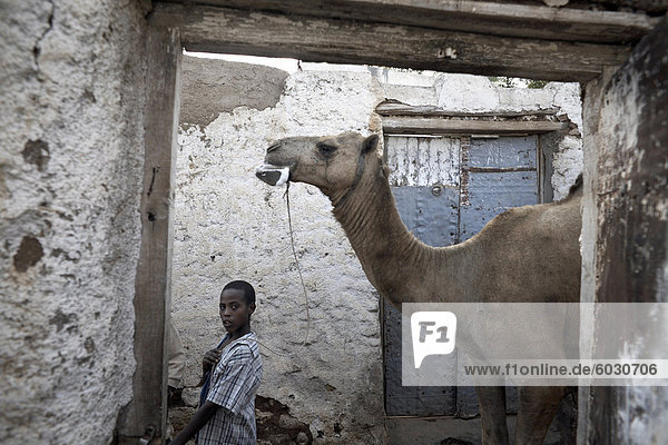 Ein Junge geht sein Kamel durch eines der 368 Gassen innerhalb der Stadt Harar  Äthiopien  Afrika