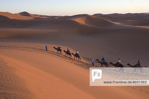 Dromedare unter Touristen auf eine Fahrt mit Sonnenuntergang  Merzouga  Marokko  Nordafrika  Afrika