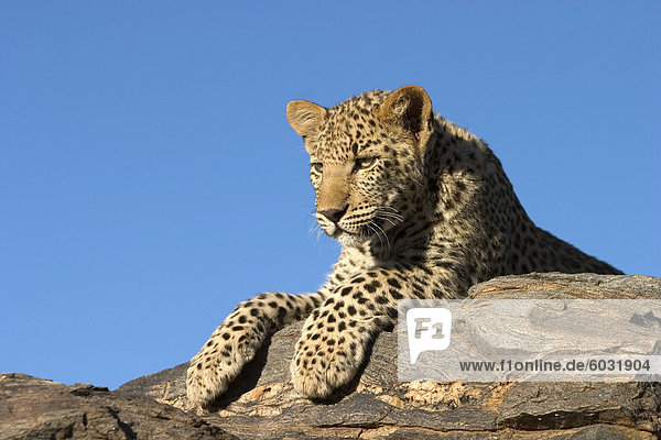Junge Leoparden (Panthera Pardus)  Namibia  Afrika