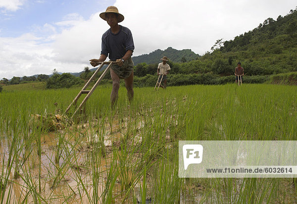 Peasants working in young rice paddies with wooden tools  near village of Mindhaik  Shan State  Myanmar (Burma)  Asia