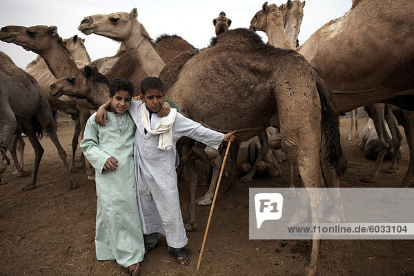 Birqash Camel Market  Cairo  Egypt  North Africa  Africa
