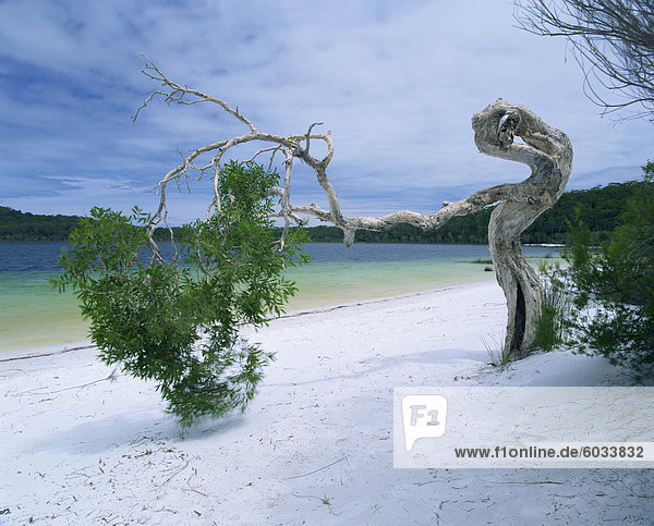 Wind geblasen Baum am Strand des Lake Birrabee  Fraser Island  UNESCO-Weltkulturerbe  Queensland  Australien  Pazifik