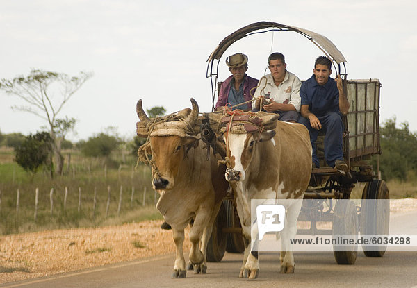 Three men riding in an ox cart  Sancti Spiritus province  Cuba  West Indies  Central America