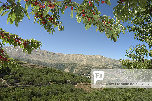 Kirschenbaum  Bcharre  Qadisha Tal  UNESCO Weltkulturerbe  Nord-Libanon  Naher Osten