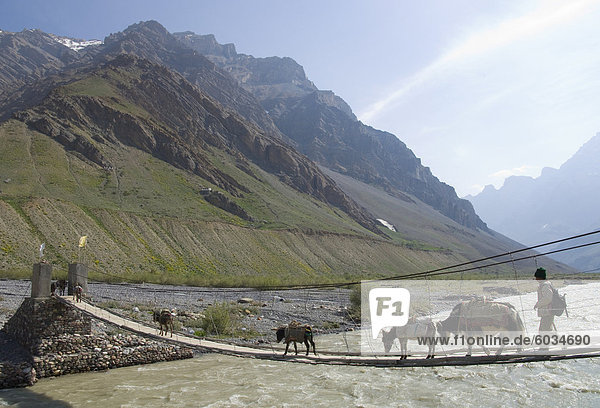Donkeys  yak and man walking across a wooden suspended bridge over a river with mountains in background  Mud  Pin Valley  Spiti  Himachal Pradesh  India  Asia