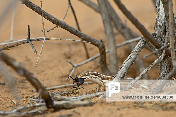 Westliche Dreistreifen-Skink (Mabuya Occidentalis) mit Käfer,  Kgalagadi Transfrontier Park,  umfasst das ehemalige Kalahari Gemsbok National Park,  Südafrika,  Afrika