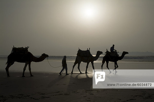 Kamele auf den Strand  Essaouira  Marokko  Nordafrika  Afrika