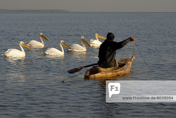 Papyrus boat  fisherman  pelicans  Lake Tana  Ethiopia  Africa