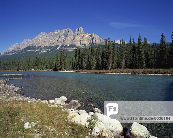 The Bow River with trees and Castle Mountain beyond in the Banff National Park  UNESCO World Heritage Site  Alberta  Canada  North America