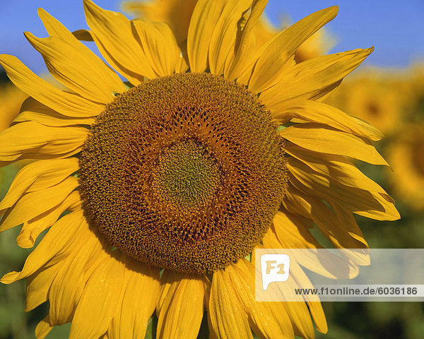 Nahaufnahme der großen Sonnenblume  Provence  Frankreich  Europa