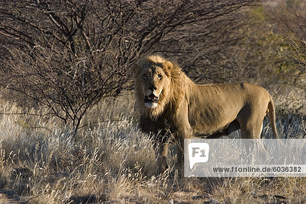 Löwe Panthera Leo Kamanjab Namibia Afrika