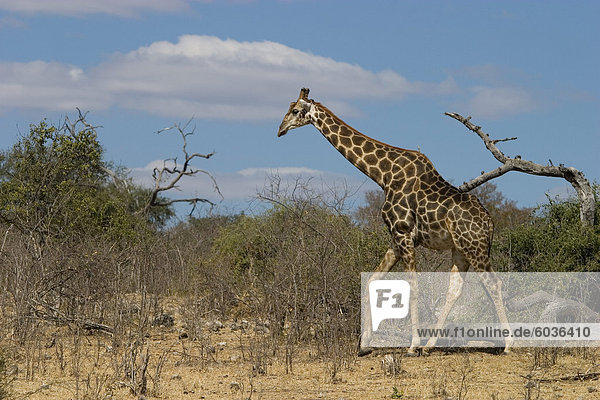 Giraffe  Giraffa Camelopardalis  Chobe Nationalpark  Botswana  Afrika