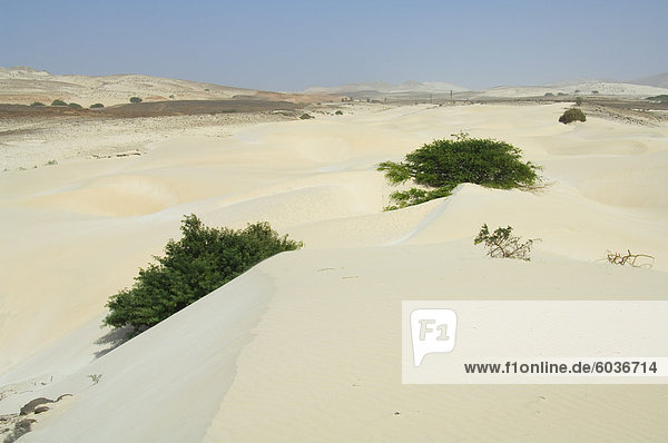 Wüste und Sanddünen in der Mitte der Insel Boa Vista  Kapverdische Inseln  Afrika