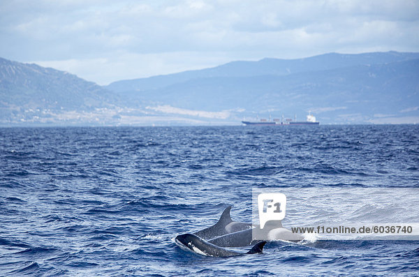 Familie von Schwertwale (Orcinus Orca) an der Oberfläche vor Tarifa Küste  Straße von Gibraltar  Costa De La Luz  Andalusien (Andalusien)  Spanien  Europa