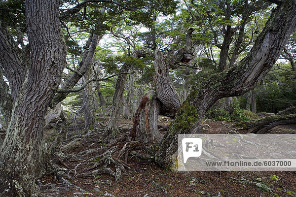 Bäume auf Küste  Ushuaia  Tierra del Fuego Nationalpark  Argentinien  Südamerika