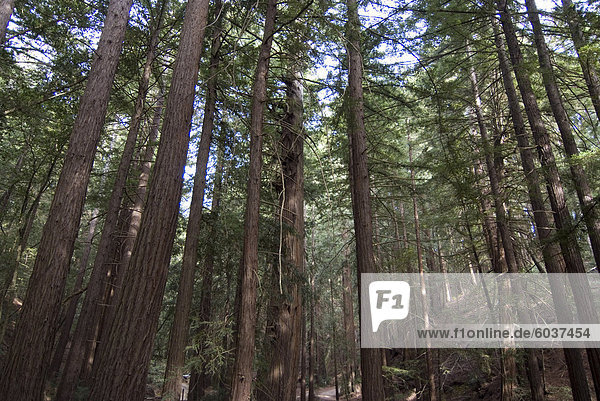 Campingplatz mitten in den Redwood-Wald  Ventana  Big Sur  California  Vereinigte Staaten von Amerika  Nordamerika