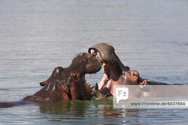 Flusspferde  Hippopotamus Amphibius  Playfighting im Krüger Nationalpark  Mpumalanga  Südafrika  Afrika