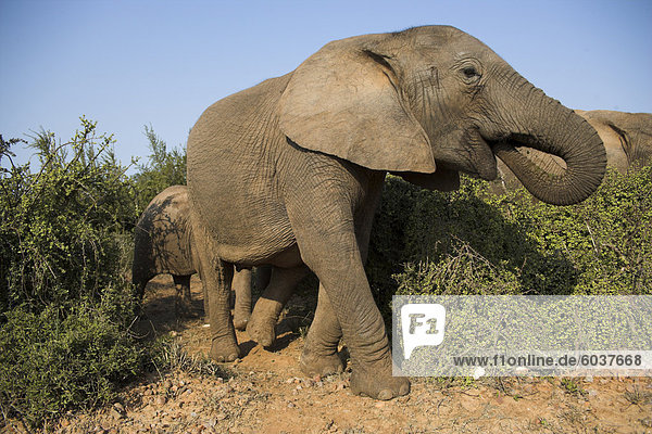 Elefant  Loxodonta Africana  in der Nähe von Addo Elephant National Park  Eastern Cape  Südafrika  Afrika