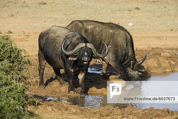 Cape Buffalo  Syncerus Caffer  am Wasser  Addo Elephant National Park  Südafrika  Afrika