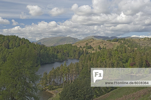 Tarn Hows  Helvellyn Range in Ferne  Lake District-Nationalpark  Cumbria  England  Vereinigtes Königreich  Europa