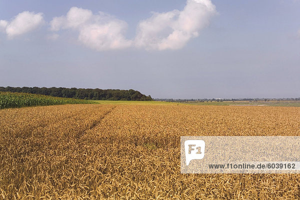 Field of wheat  Cap Hornu  Baie de la Somme  Picardy  France  Europe