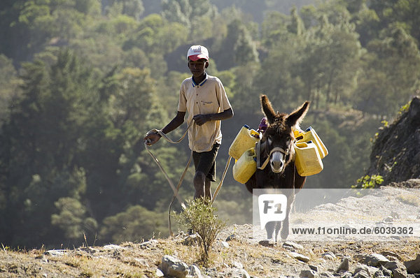 Donkey carrying water  Santo Antao  Cape Verde Islands  Africa