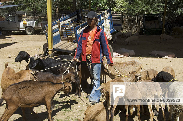 Livestock market  Zaachila  Oaxaca  Mexico  North America