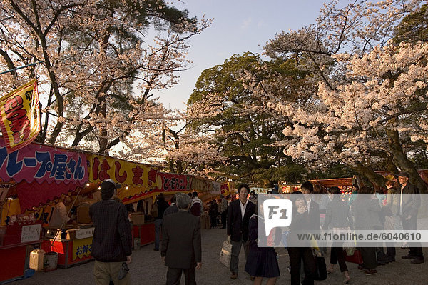 Cherry blossom viewing hanami  Kenrokuen Garden  Kanazawa city  Ishigawa prefecture  Honshu island  Japan  Asia