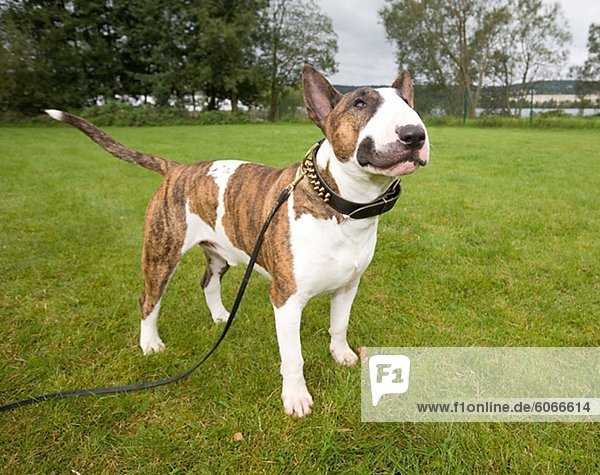 Bullterrier im park