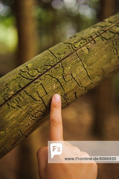 Ein Finger zeigt auf eine Treetrunk.