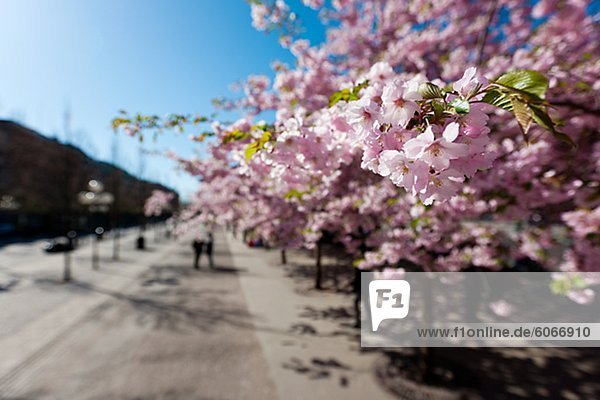Kirschbäume in einem park
