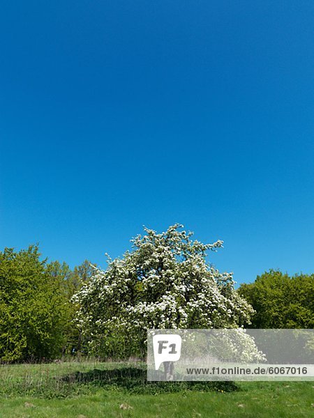 Landschaft mit Baum und Wolkenloser Himmel