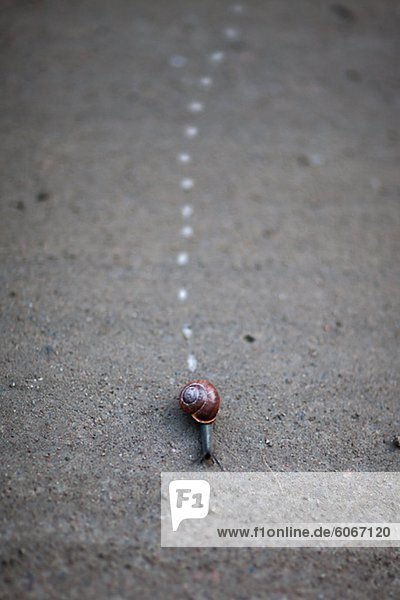 Erhöhte Ansicht der Schnecke