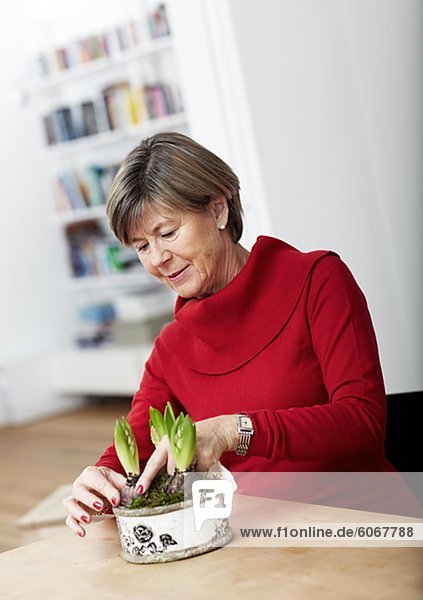 Mature woman pottering hyacinths