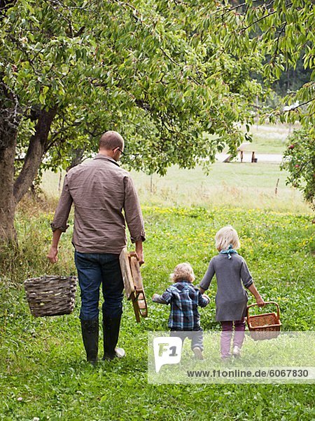 Father with two kids going to picking apples