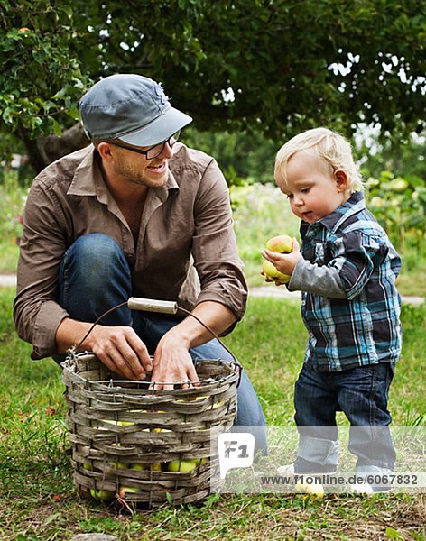 Father picking apples with his young son