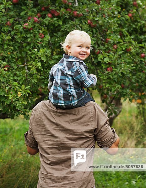 Father picking apples with his young son